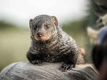 Chem Chem Lodge: Neugierige Manguste Chem Chem Lodge: Neugierige Manguste