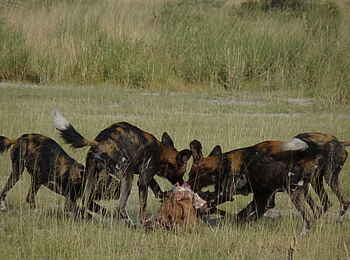 Chem Chem Lodge: Wildhund mit Beute Chem Chem Lodge: Wildhund mit Beute