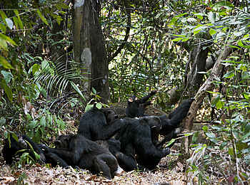 Greystoke Mahale: Schimpansen