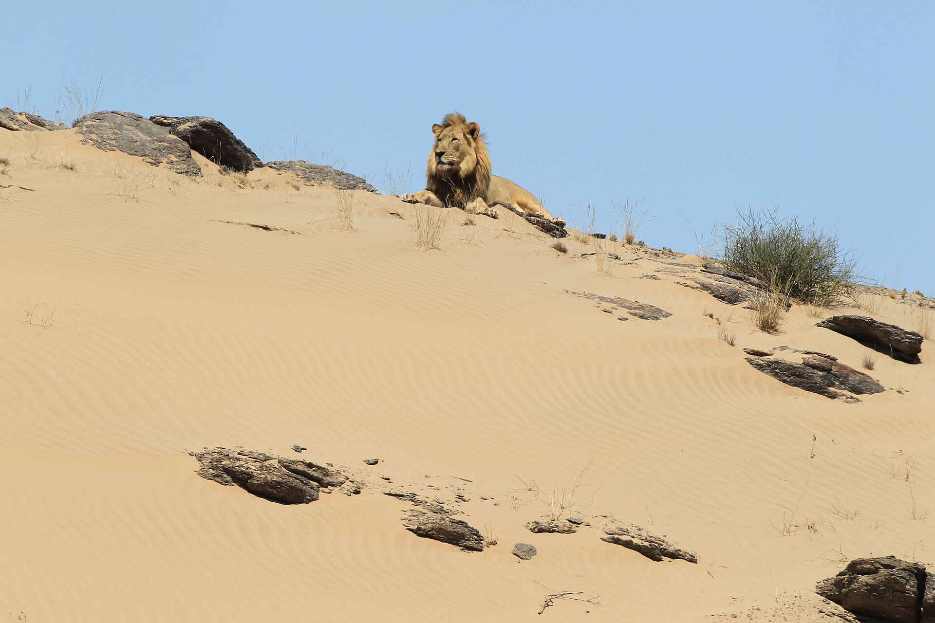 Hoanib Skeleton Coast Camp: Der König der Wüste