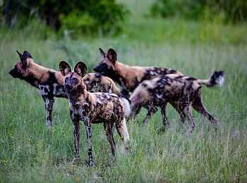 Elephant Pan Camp: Wildhunde