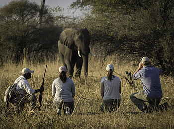 Linyanti Tented Camp: Walking Safari