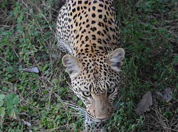 Makakatana Bay Lodge: Ein Leopard Makakatana Bay Lodge: Ein Leopard