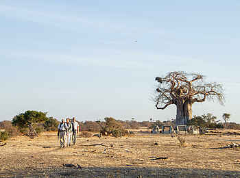 Mashatu Tent Camp: Walking-Safari Mashatu Tent Camp: Walking-Safari