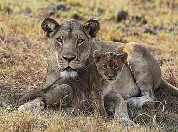 Mukambi Busanga Plains Camp: Löwenmutter mit ihrem Jungen Mukambi Busanga Plains Camp: Löwenmutter mit ihrem Jungen