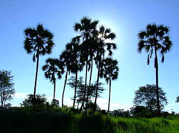 Nanzhila Plains Safari Camp: Palmsilhouetten Nanzhila Plains Safari Camp: Palmsilhouetten