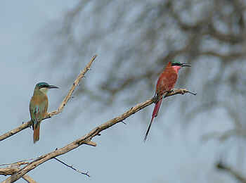 Nkasa Linyanti: Farbenfrohe Kaminspinte Nkasa Linyanti: Farbenfrohe Kaminspinte