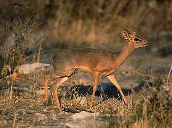Okonjima Plains Camp: Damara Dikdik Okonjima Plains Camp: Damara Dikdik