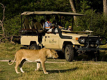 Okuti Camp: Löwenbegegnung auf dem Game Drive