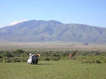 Olduvai Camp: Giraffen in einem Akazienhain