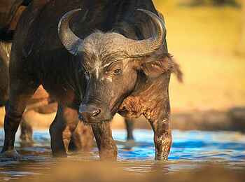 Sabi Sabi Earth Lodge: Büffel Sabi Sabi Earth Lodge: Büffel