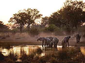 Selinda Explorers Camp: In der Dämmerung