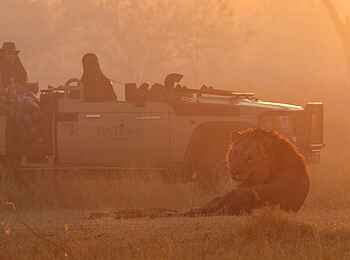 Shinde Footsteps: Gamedrive mit Löwen Shinde Footsteps: Gamedrive mit Löwen