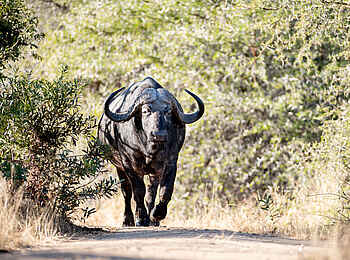 Singita Boulders Lodge: Büffel