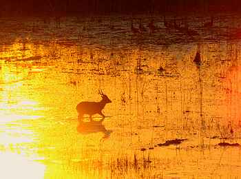 Sitatunga Private Island Suite: Sonnenuntergang Sitatunga Private Island Suite: Sonnenuntergang