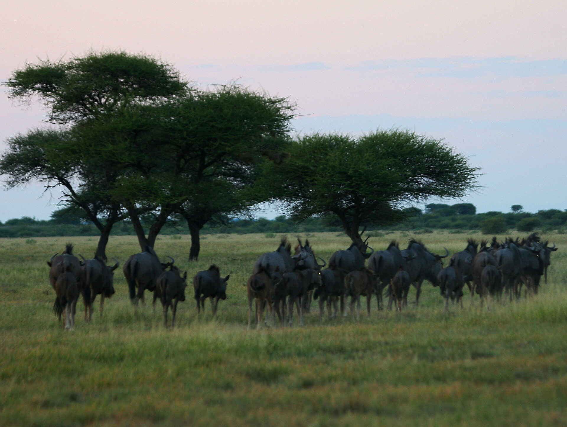 Tau Pan Camp: Gnuherde