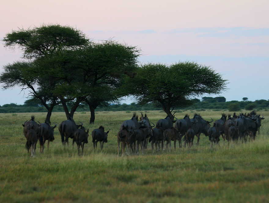 Tau Pan Camp: Gnuherde Tau Pan Camp: Gnuherde