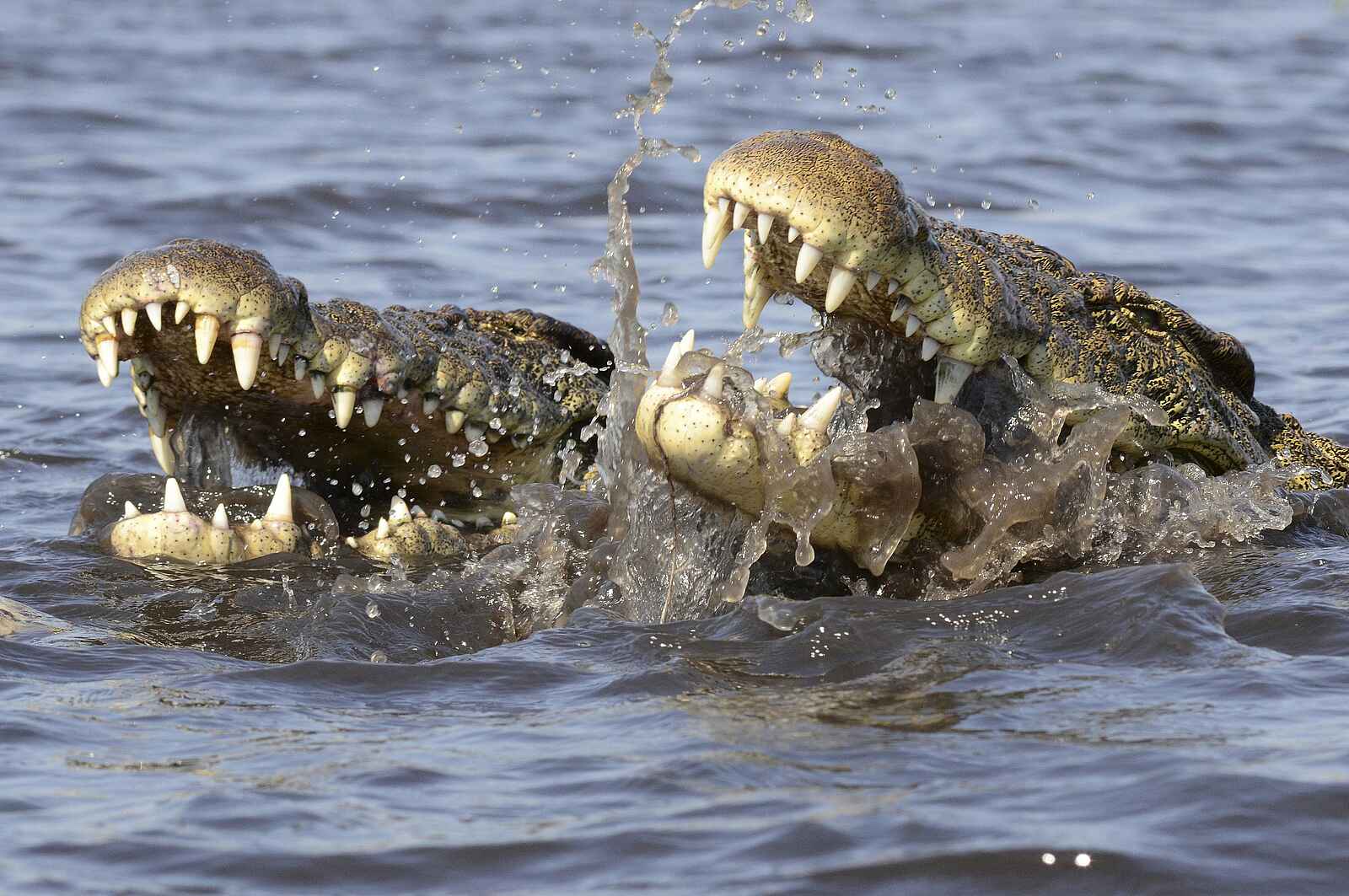 Tlouwana Camp: Krokodile Tlouwana Camp: Krokodile