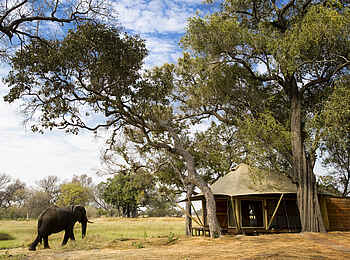 Xaranna Okavango Delta Camp: Ein neuer Gast