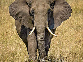 Entim Masai Mara: Elefantenbulle