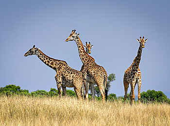 Entim Masai Mara: Giraffengruppe