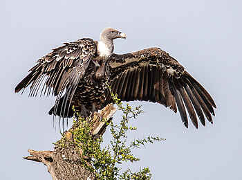 Entim Masai Mara: Weißrückengeier im Baum