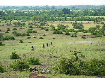 Mashatu Game Reserve: Radfahrt durch frisches Grün