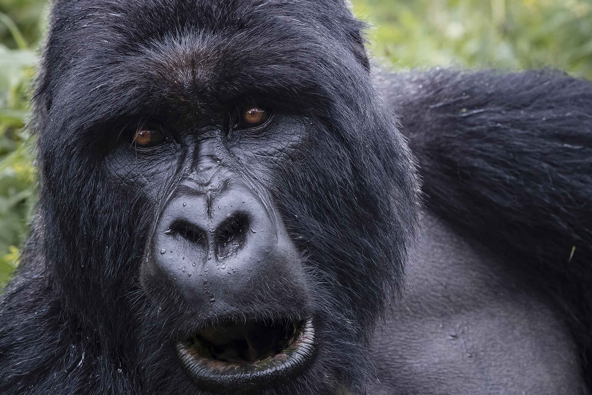 Gorilla Tracking, Singita, Singita Kwitonda Lodge, Volcanoes National Park, Gorilla, Gorilla beringei, Tiere, Afrikarma, Afrikarma Safaris, Afrikarma Safaris. Wildnis. Hautnah., Afrikarma.de