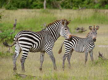 Time + Tide Chinzombo: Zebras