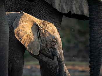 Time + Tide Chongwe: Elefantenbaby