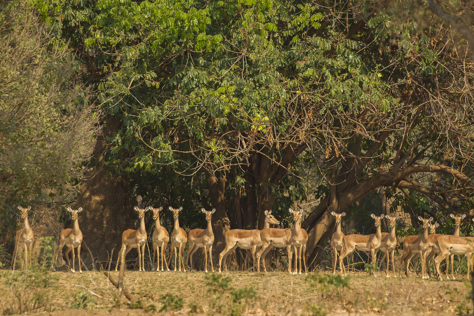 Pirschfahrt, Impala, Lower Zambezi National Park, Woodlands, Zambia, Chula Island Flycamp, Tusk & Mane, Game Drive, Tierbeobachtung, Tiere, Antilope, Afrikarma, Afrikarma Safaris, Afrikarma Safaris. Wildnis. Hautnah., Afrikarma.de