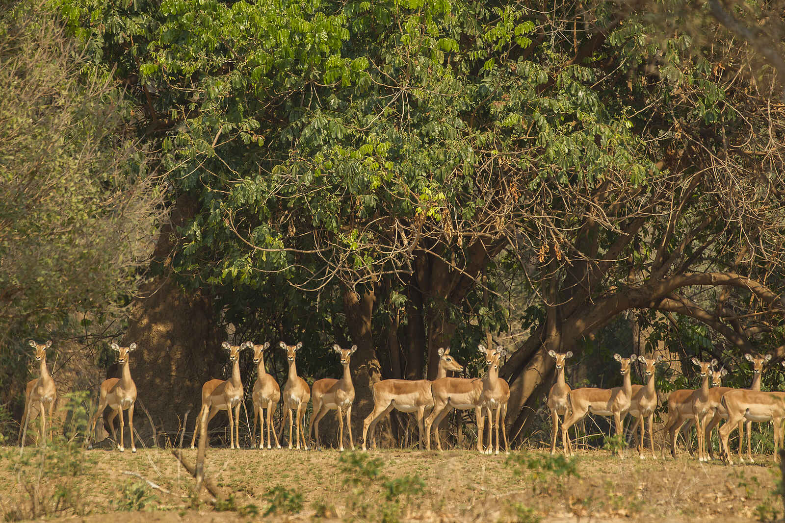 Tusk and Mane Safaris: Impalaherde Tusk and Mane Safaris: Impalaherde