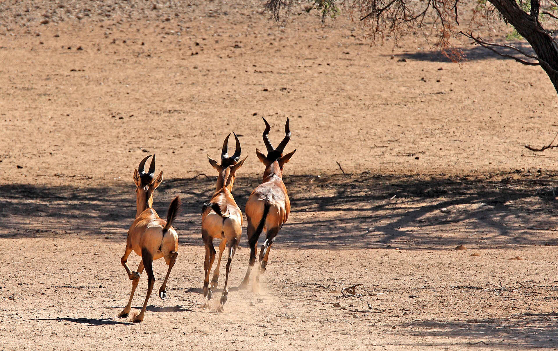 !Xaus Lodge, Auob-Tal, Gästechalet, International Dark Sky Association Sanctuary, Kgalagadi Transfrontier Park, Mata Mata, Nossob-Tal, Twee Rivieren, Alcelaphus buselaphus, Kuhantilope, Tsessebe, Afrikarma, Afrikarma Safaris, Afrikarma Safaris - Wildnis. Hautnah., Afrikarma.de