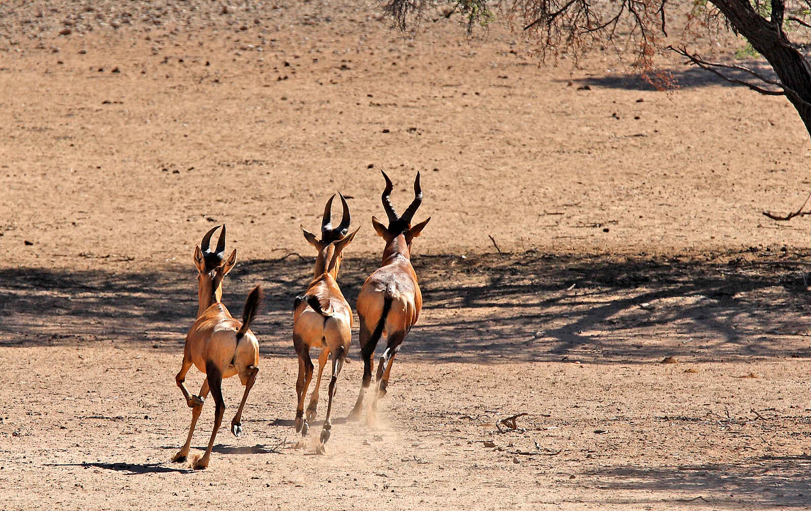 !Xaus Lodge: Kuhantilopen !Xaus Lodge: Kuhantilopen