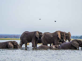 Amanzi Camp: Eine Elefantenherde überquert den Fluss Amanzi Camp: Eine Elefantenherde überquert den Fluss