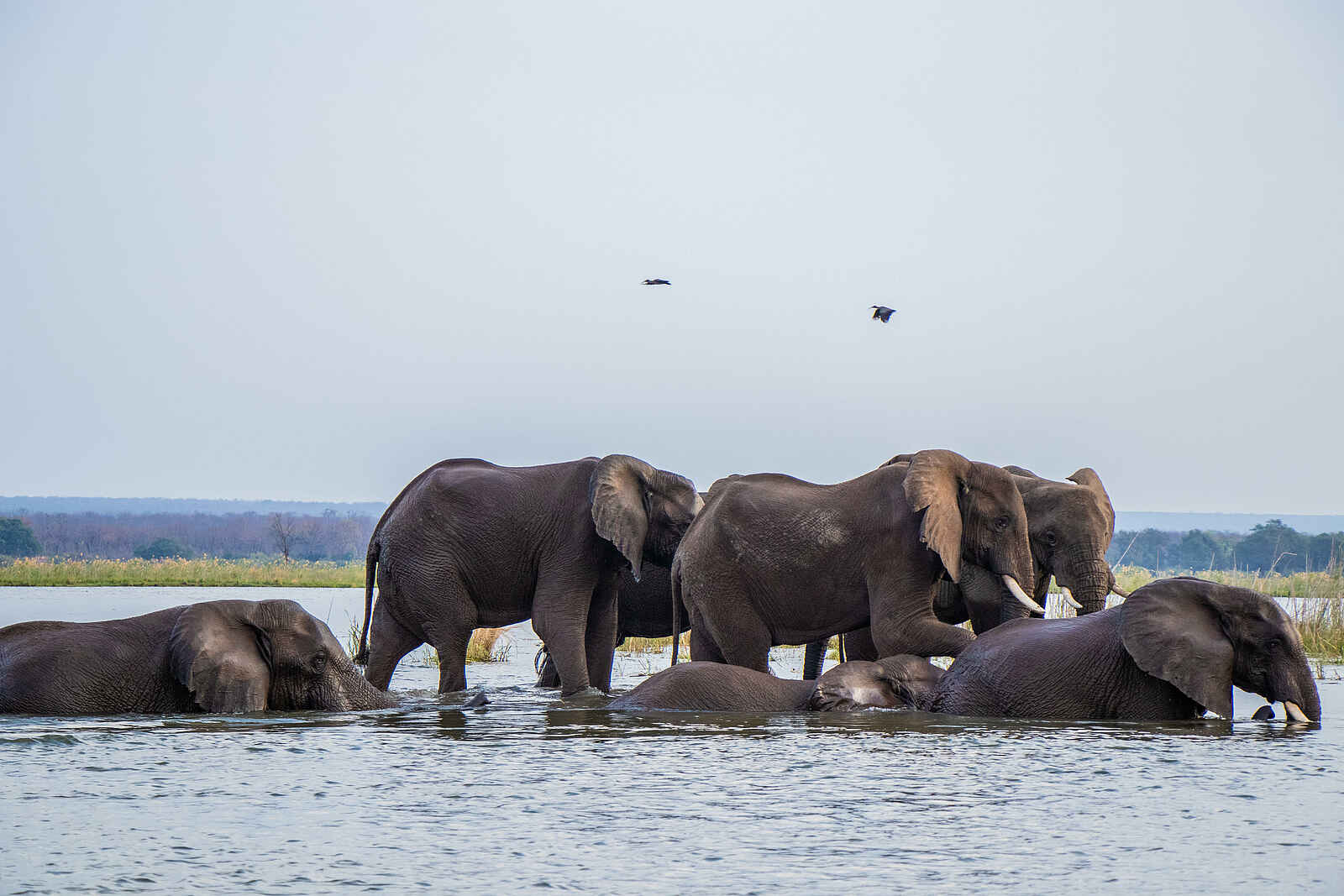 Amanzi Camp: Eine Elefantenherde überquert den Fluss Amanzi Camp: Eine Elefantenherde überquert den Fluss