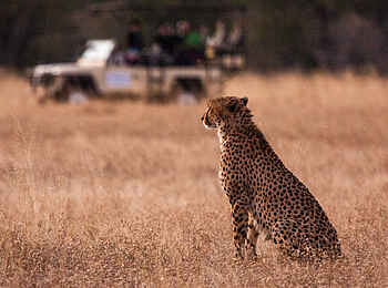 Bomani Tented Lodge: Game Drive und Gepard