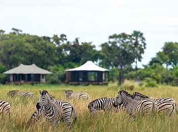 Daunara Safari Camp: Zebras