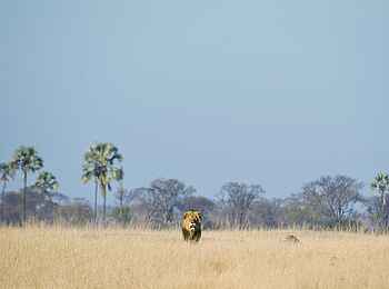 Davison's Camp: Beeindruckender Löwe Davison's Camp: Beeindruckender Löwe