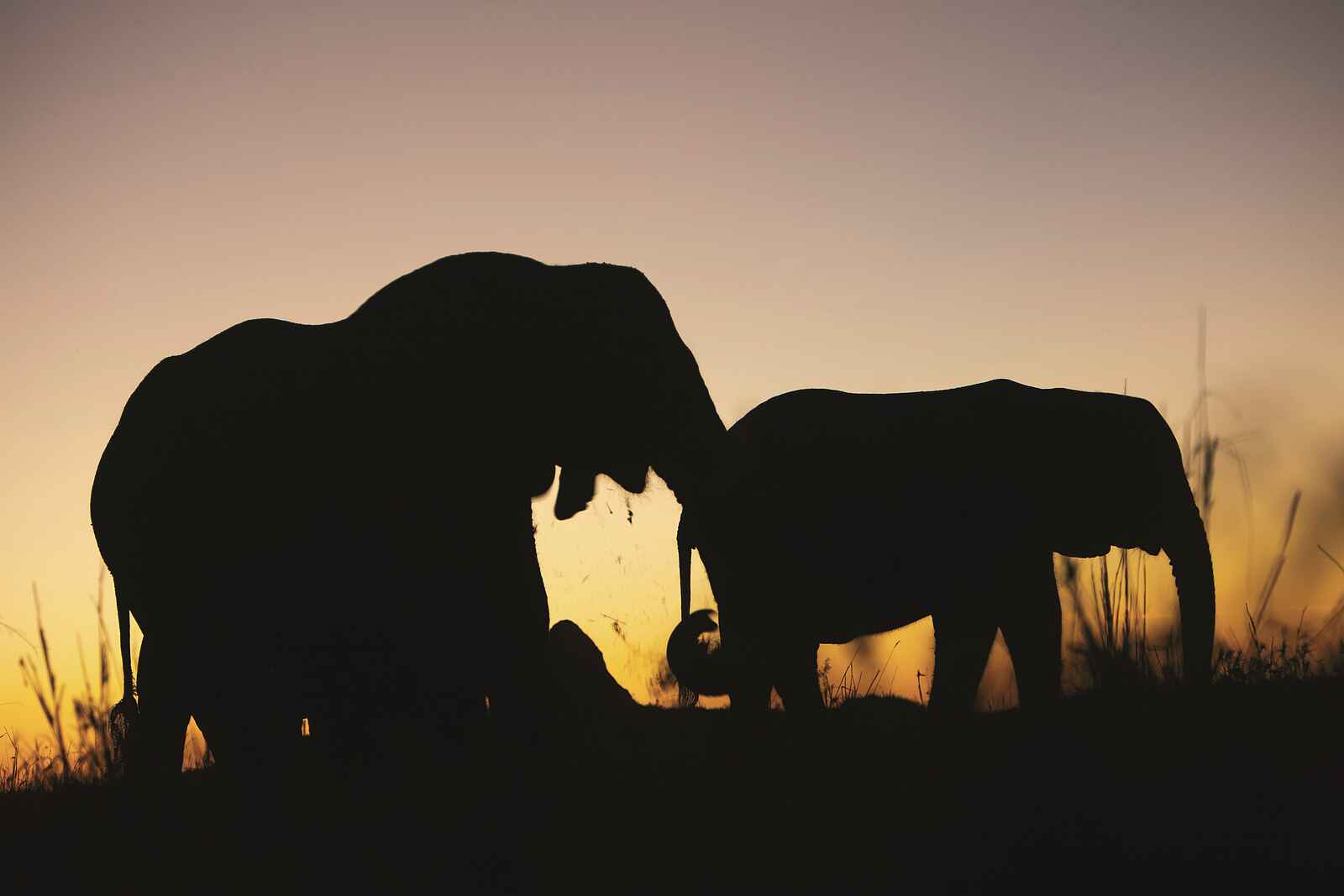 Duba Expedition Camp: Elefanten in der Abenddämmerung Duba Expedition Camp: Elefanten in der Abenddämmerung