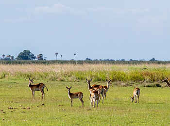 Duma Tau Camp: Antilopen Duma Tau Camp: Antilopen