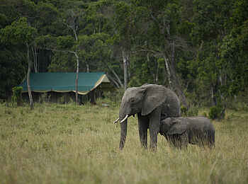Elephant Pepper Camp: Mutter und Kind Elephant Pepper Camp: Mutter und Kind