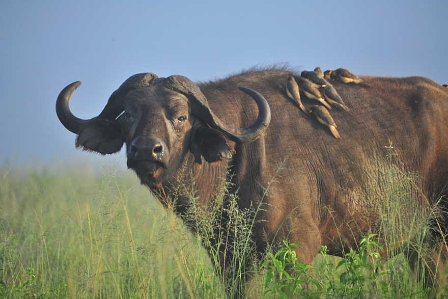 Hatari Lodge: Büffel Hatari Lodge: Büffel