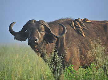 Hatari Lodge: Büffel