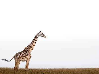 Hemingways River Camp Mara: Giraffe