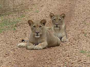 KaingU Safari Lodge: Junge Löwen