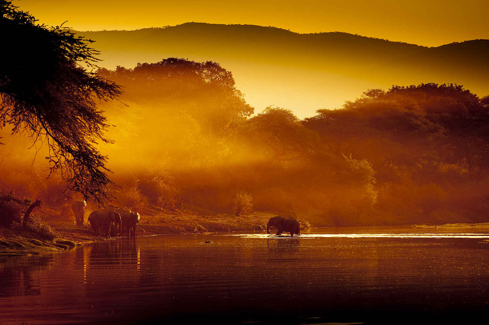 Kasaka River Lodge: Elefanten im Morgenlicht Kasaka River Lodge: Elefanten im Morgenlicht