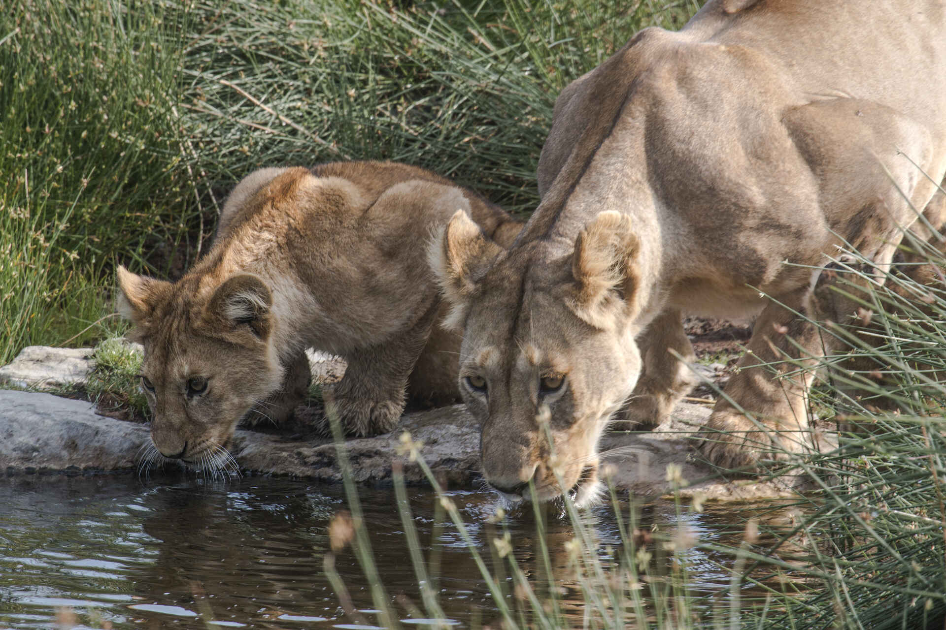 Safari, Urlaub, Aktivitäten, Asilia Africa, Baobab, Baobab-Wälder, Information, Informationen, Iringa, Kwihala Camp, Mwagusi, Nachhaltigkeit, Nachtfahrten, Ngajira, Ökologisch, Pirschfahrten, Raubtiere, Reise, Reisen, Ruaha national park, Ruaha Nationalpark, Solarstrom, Tansania, Tanzania, Tierbeobachtung, Tiere, Vollpension, Wandersafari, Durstige Löwen, Junger Löwe, Löwen am Wasserloch, Löwenfamilie, Löwenjunges, Löwenmutter, Löwin, Trinkende Löwen, Wasserloch mit Löwen, Africa, Afrika, afrikarma, afrikarma.de, www.afrikarma.de