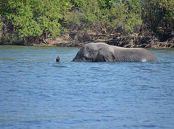 Leopard Lodge: Badender Elefant
