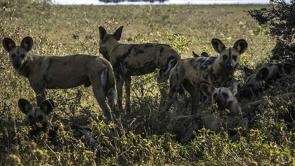 Little Duma Tau Camp: Wildhunde Little Duma Tau Camp: Wildhunde